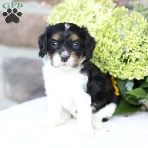Blake, Cavapoo Puppy